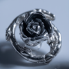  Rose des Songes